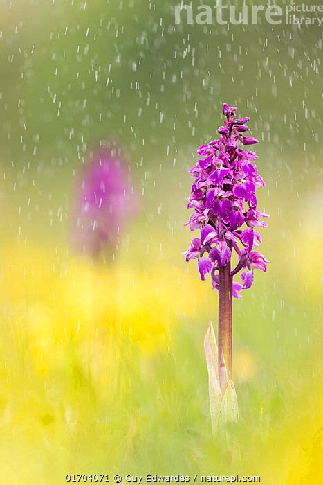 Stock Photo Of Early Purple Orchid Orchis Mascula Amongst Cowslips