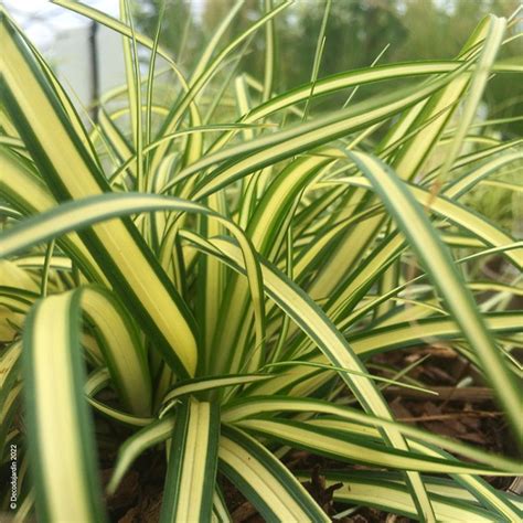 Carex Oshimensis Evergold Déco Du Jardin à Reims