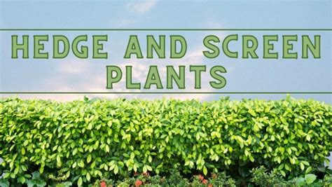 hedge plants