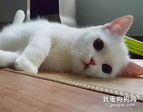 猫咪初情期有什么变化，猫咪发情初期是什么样的 爱宠网