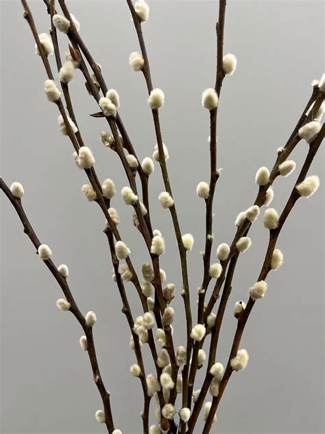 Amazon Stems Natural Preserved Pussy Willow Branches Dried Flowers Home Decor FT