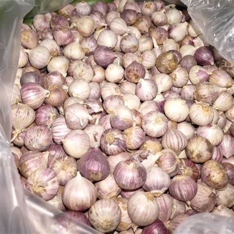 BAWANG PUTIH TUNGGAL LANANG PENUH KHASIAT 1KG FAST POSTAGE Shopee