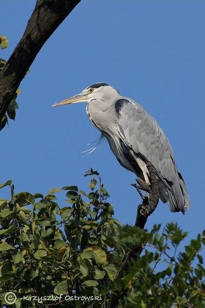 Czapla Siwa Ardea Cinerea