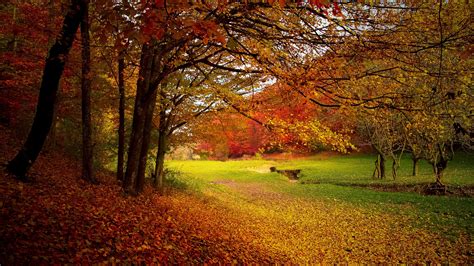 1600x900 Autumn Trees Fall Wallpaper,1600x900 Resolution HD 4k ...