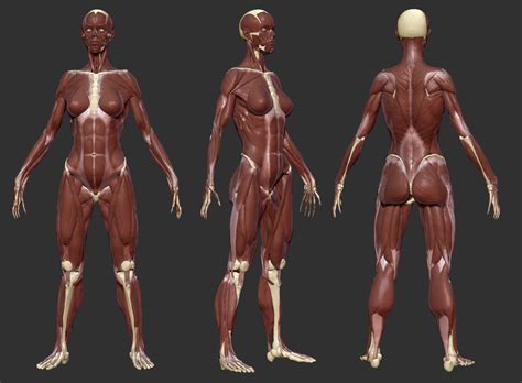 Body muscle anatomy, Anatomy reference, Female anatomy reference