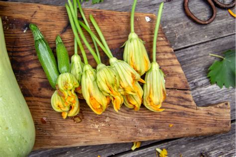 Come Conservare I Fiori Di Zucca Tutti I Metodi Cucina Tecnologica