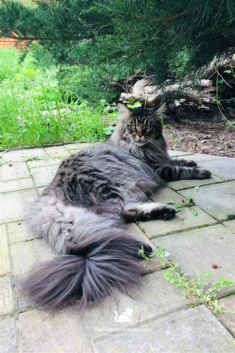 Azar European Maine Coon Cat Mastercoons Cattery