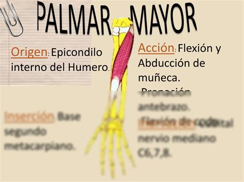 Solution Musculatura Miembro Superior Studypool