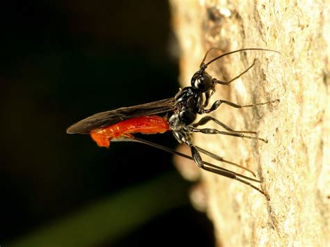 Braconid Wasp Ovipositing Atanycolus Sp Rock Creek Park Flickr