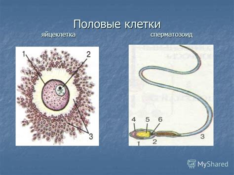 Презентация на тему: "Гаметогенез - процесс образования половых клеток ...