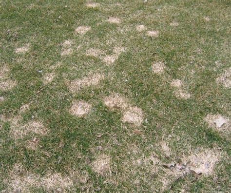 How To Prevent Snow Mold On Grass Step By Step Guide 2024