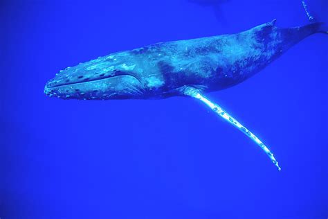 Pacific Ocean Whales