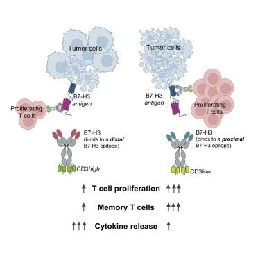 An Optimized IgG Based B7 H3xCD3 Bispecific Antibody For Treatment Of