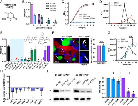 An In Situ High Throughput Screen Identifies Inhibitors Of