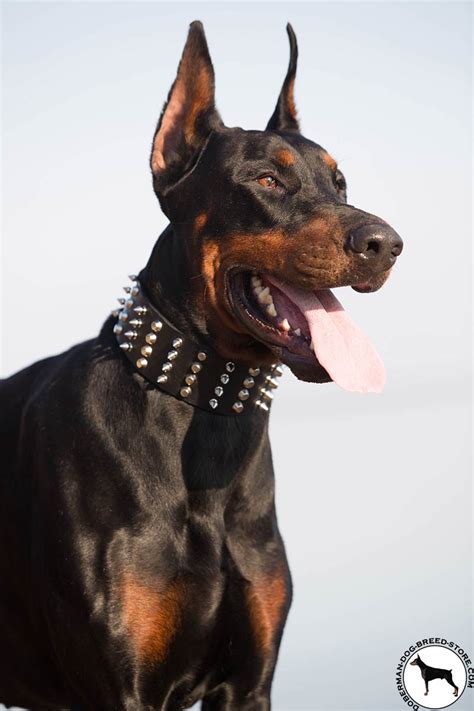 Extra Wide Doberman Leather Dog 【collar】 With Spikes And Studs
