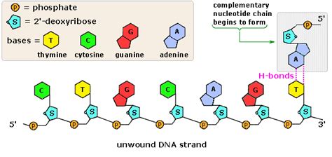 Nucleic Acids - Chemistry LibreTexts