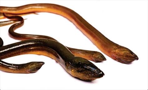 ternak belut mudah  menguntungkan panduan lengkap rekreartive