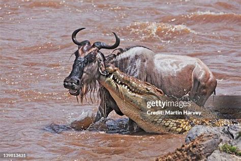 Crocodile Attack Wildebeest Photos And Premium High Res Pictures