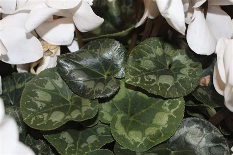 Caring For Sick Cyclamen Plants: Identification And Treatment Of ...