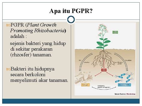 Peran Mikroorganisme Dalam Bidang Pertanian Plant Growth Promoting