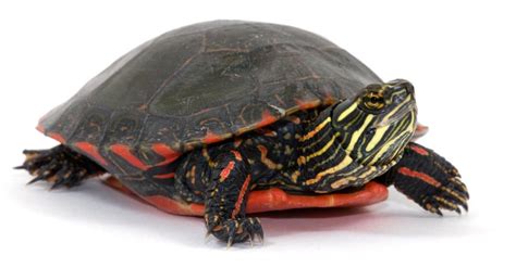 Painted Turtle Animal Facts | AZ Animals