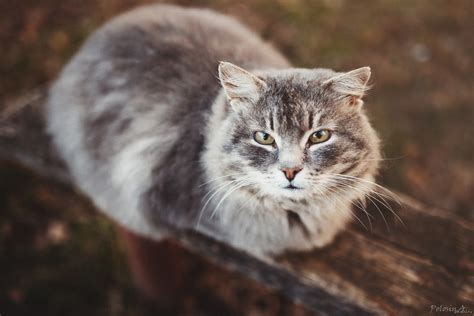 Выкладываю нового кота | Пикабу