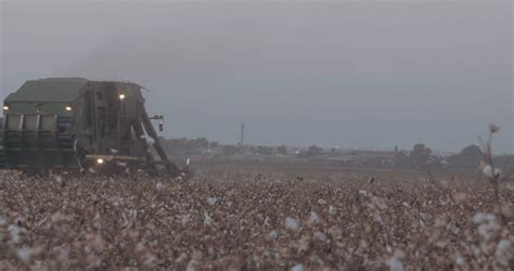 Cotton Harvester During Cotton Harvesting Stock Footage SBV-309994304 ...