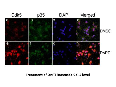 Apexbio Discoveryprobe Neuronal Signaling Compound Library Plus