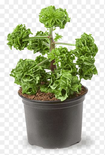 Duftpelargonie Png Images Pngegg