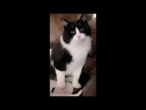 Watch As This Cat Loses Its Cool When Confronted With The Demand To