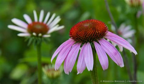 Narrow Leaved Purple Coneflower Echinacea Angustifolia 2 Minnesota