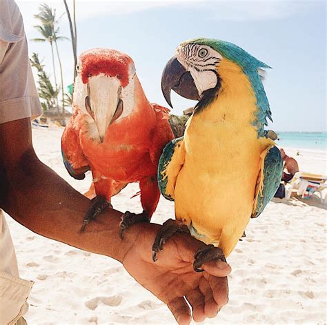 Parrots on the beach! | Parrot, Trendy, Travel