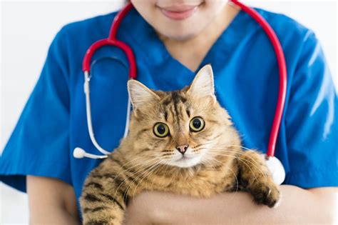 Infección de orina en gatos Salud del gato y cuidados zooplus