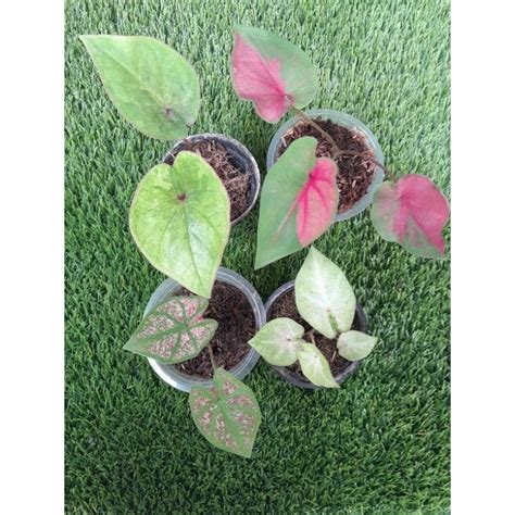 Jual Paket Keladi Caladium Hybrid Thailand Series Shopee Indonesia