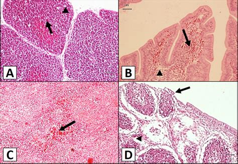 Biochemical And Histopathological Changes In Immune And Non Immune