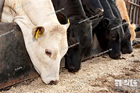 Domestic Cattle Suckler Herd Feeding On Concentrate Feed Through Feed