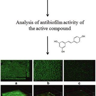 Isolation Of Active Compounds From Natural Sources And Analysis Of