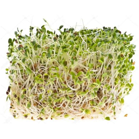 Alfalfa Sprouts