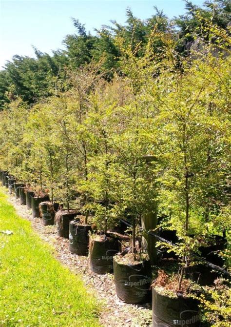 Nothofagus Nz Native Silver Beech Easy Big Trees Nz