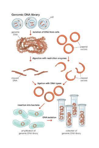 Size X In Genomic Dna Library Recombinant Dna Technology Heredity