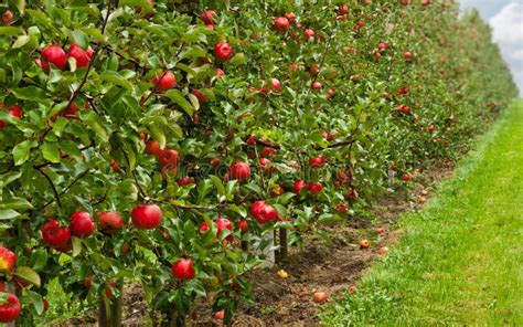 Apple Tree Stock Image Image Of Fruit Picking Ripe 16327363