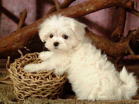 Cute Maltese Wallpapers - Top Free Cute Maltese Backgrounds - WallpaperAccess