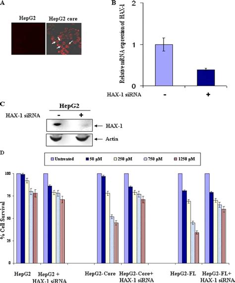 Stable Transfectants Of Hepg Cells Expressing Hcv Core Protein