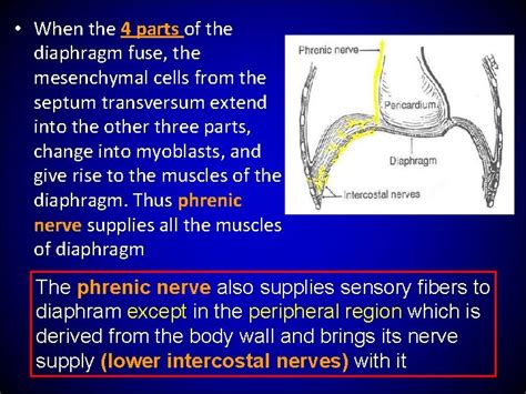 Body Cavities Primitive Mesenteries Diaphragm Dr Zeenat Zaidi