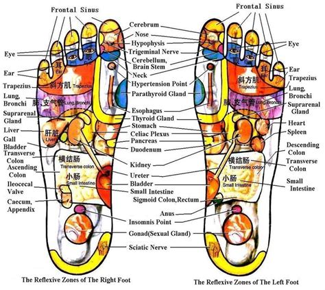 Leg Acupressure Points Chart