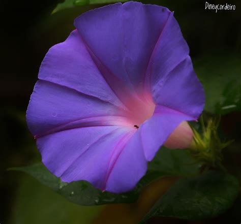 Pin Von Claudiney Cordeiro Auf Flores 2