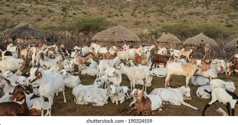 606 Maasai cattle Images, Stock Photos & Vectors | Shutterstock