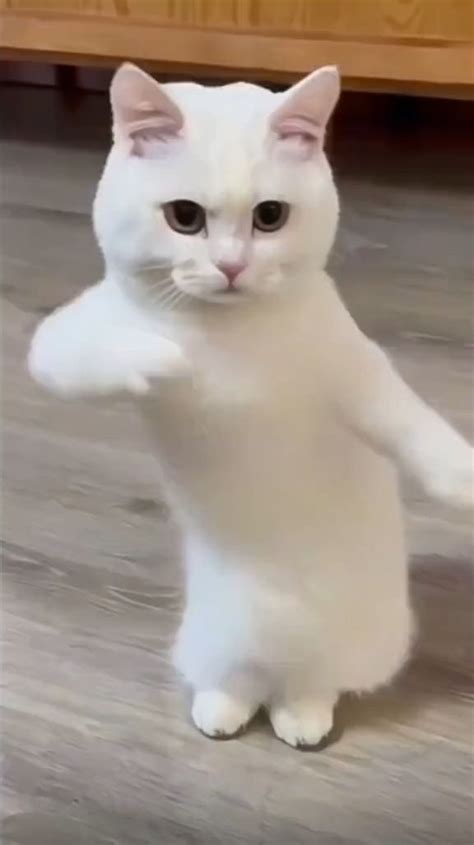 Cute Cat Dance 😍😂 Video In 2024 Funny Cats Cat Memes Funny Animals