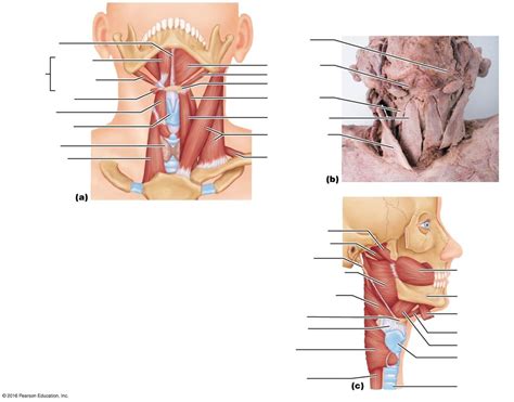 Muscles Of Anterior Neck And Throat Diagram Quizlet