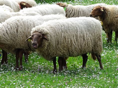 Transhumance Des Moutons Nature En Ville Cergy Pontoise